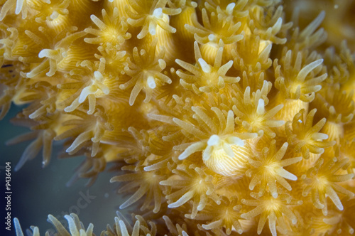 Staghorn Coral Polyps Macro