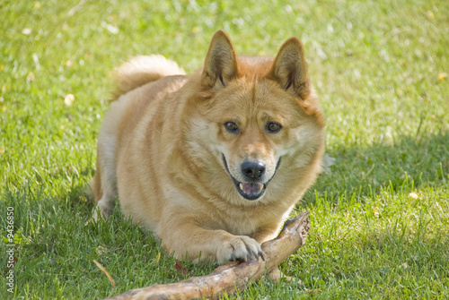 Big Dog Playing with a Stick © chiyacat