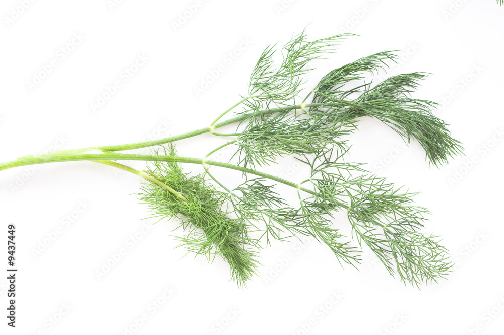 Fototapeta premium close-up of dill herb on white