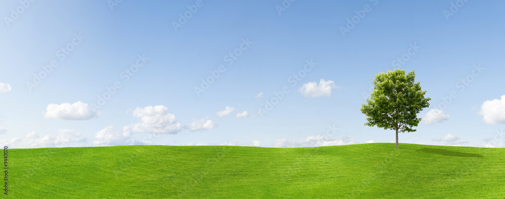 Panorama of a maple tree on a meadow against a blue sky - obrazy, fototapety, plakaty 
