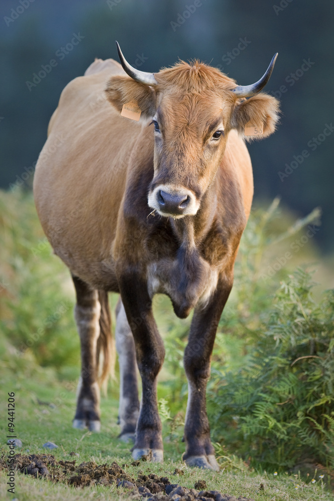 Cow standing over a blurring background. Shallow depth of field Cow standing over a blurring background. Shallow depth of field