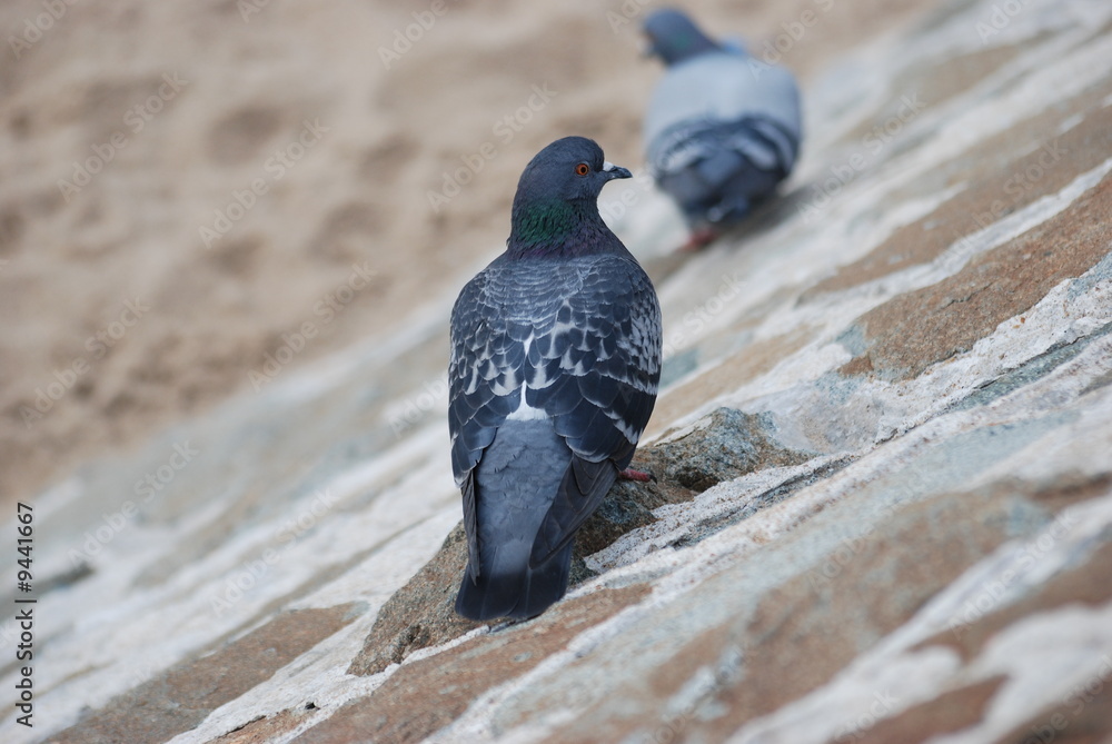 Fototapeta premium pigeon