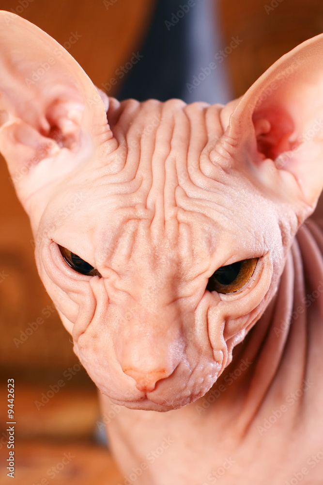Young sphinx kitten Young sphinx kitten