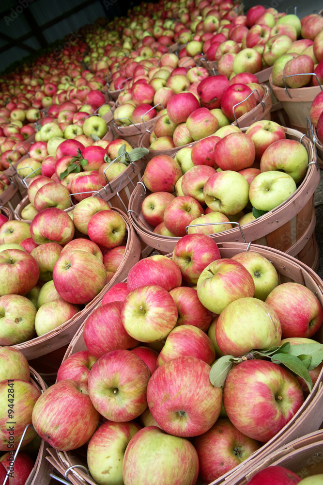 Bushels of Honey Crisp apples at a Farm Market Bushels of Honey Crisp apples at a Farm Market