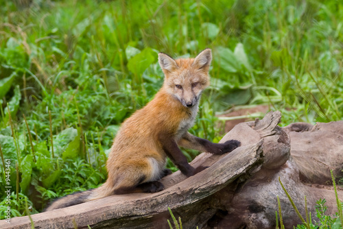 young  brown fox on the tree trunk