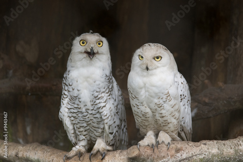 pair of white polar owls