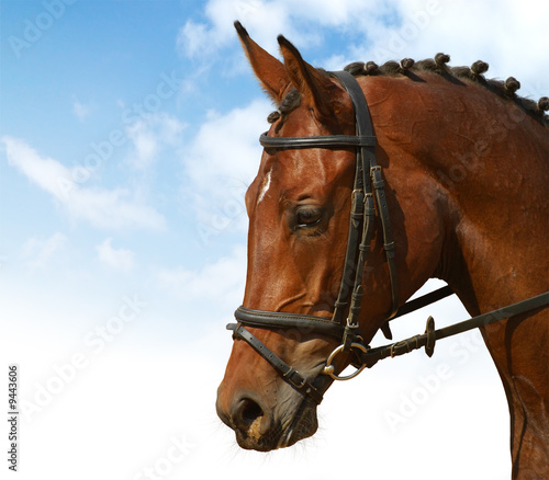 dressage - equestrian sport © Kseniya Abramova