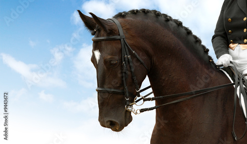 dressage - equestrian sport