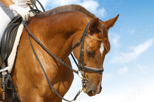 dressage - equestrian sport