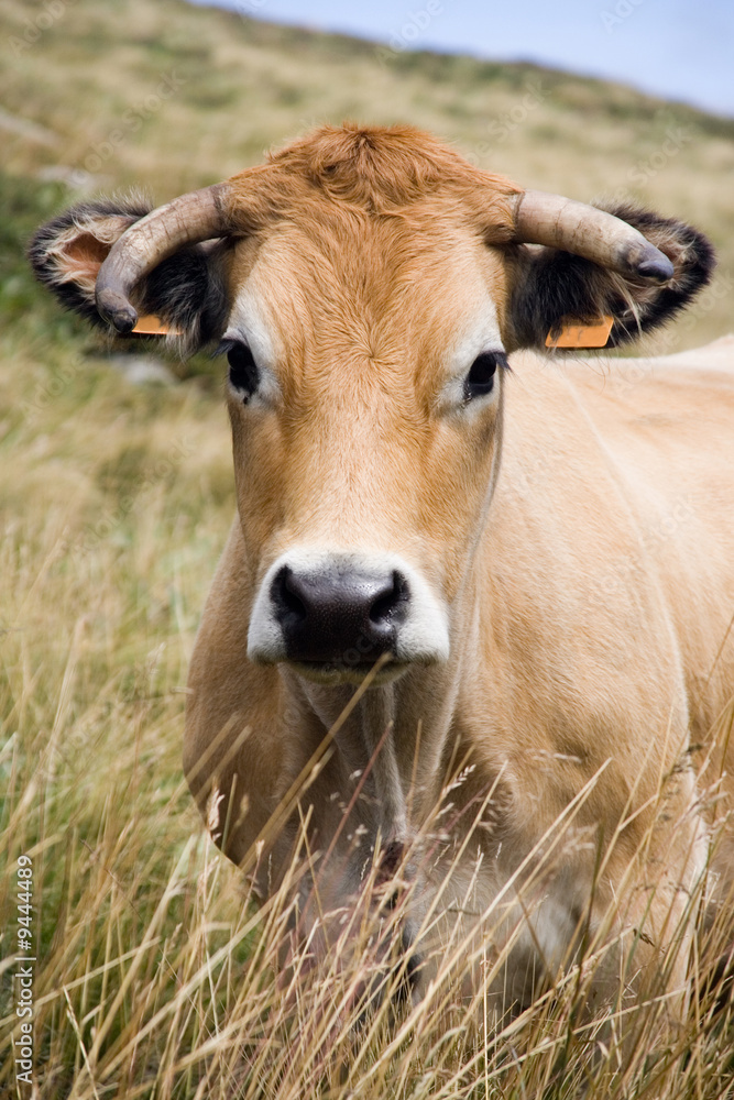 Cow's portrait Cow's portrait