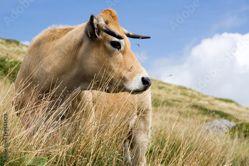 Cow's portrait