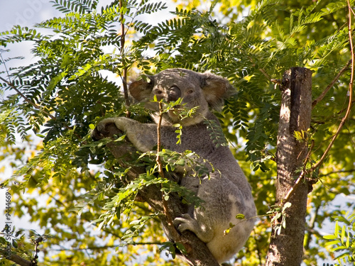 A koala bear in a tree partically hidden by a tree branch. photo