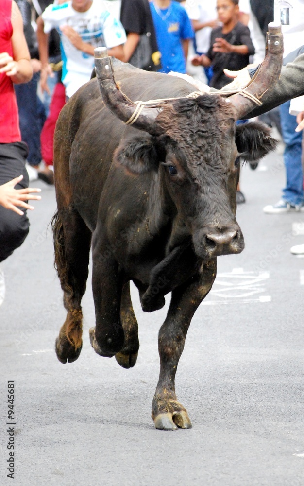 Taureau dans la rue lors d'une féria Taureau dans la rue lors d'une féria