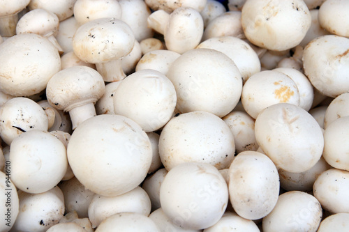 Fresh mushrooms champignon. Well for a background