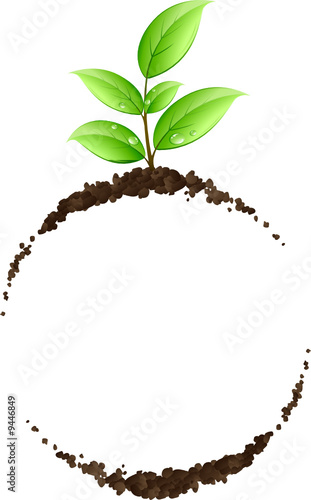 Jeune plante verte