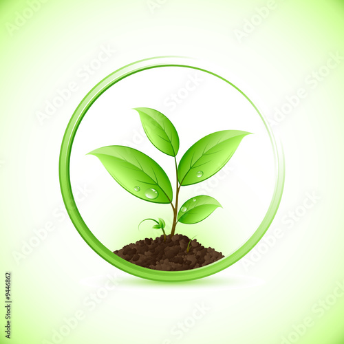 Jeune plante verte