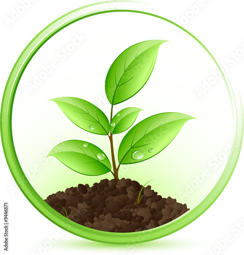 Jeune plante verte