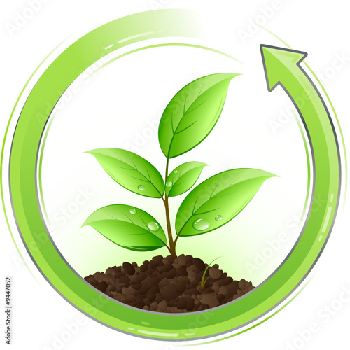 Jeune plante verte