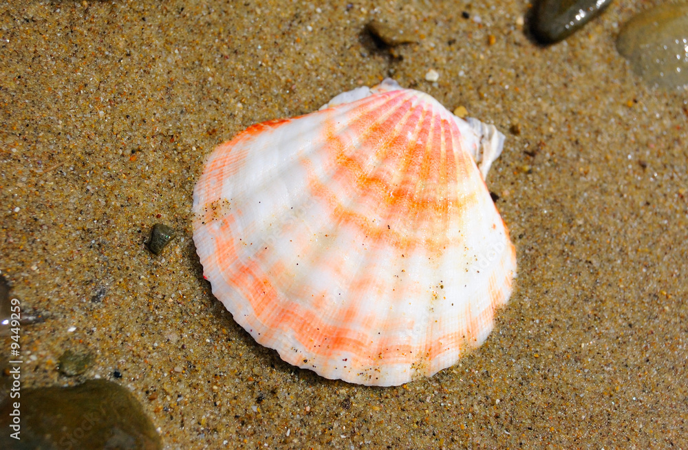 closeup of colored sea shell over wet sand closeup of colored sea shell over wet sand