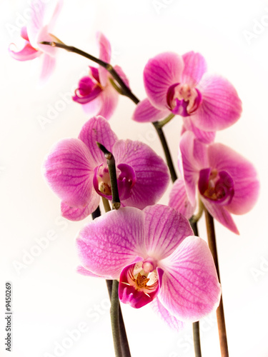 orchid of falinopsis
