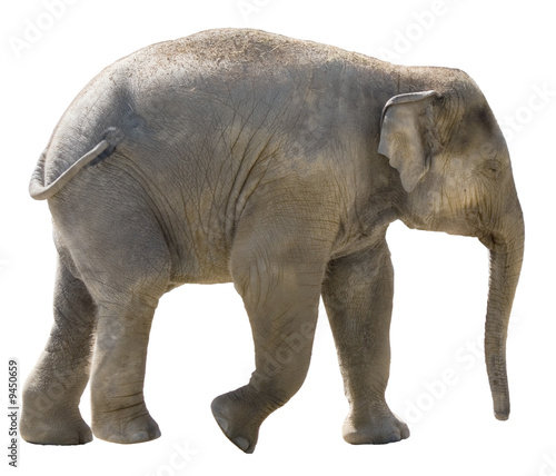 Isolated young african elephant on white background.