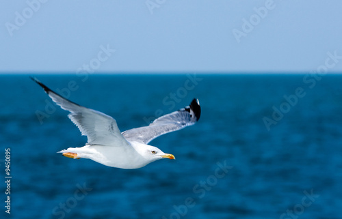 Blue sky, ocean and flaying seagull