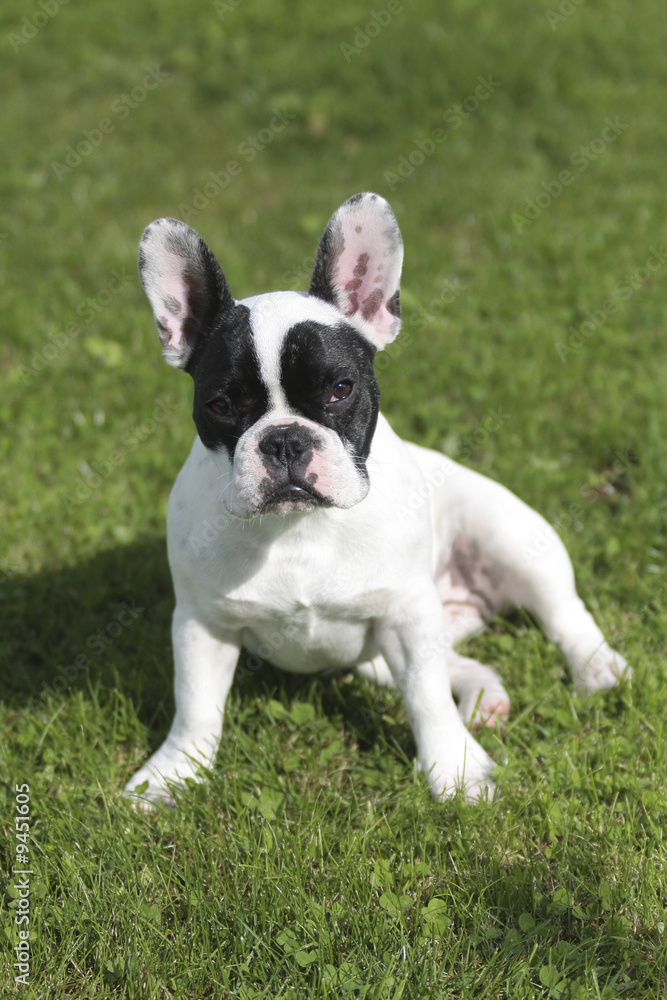 bouledogue français