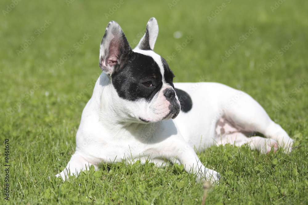 bouledogue français