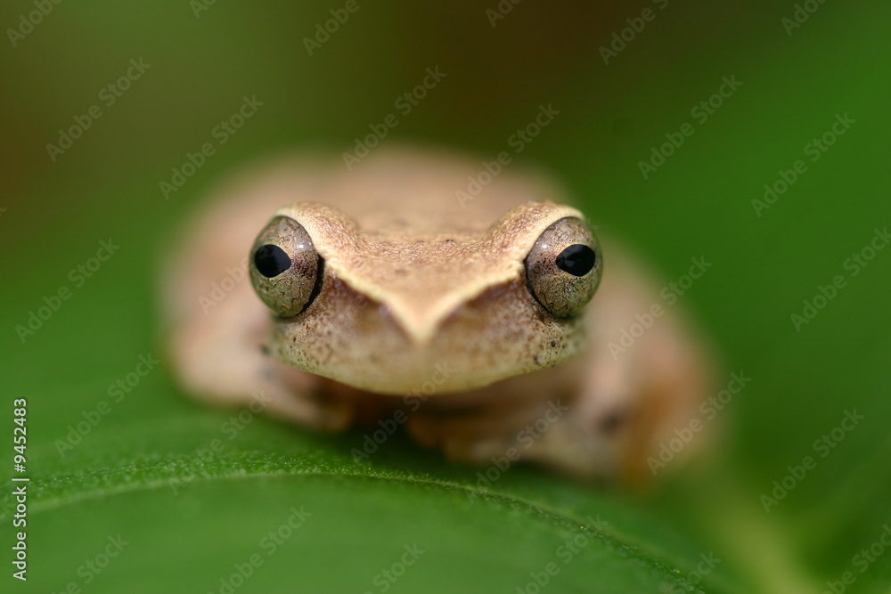 Obraz premium Frog on a leaf