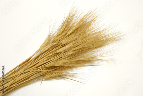 A bunch of wheat ears on white background, no sharpening