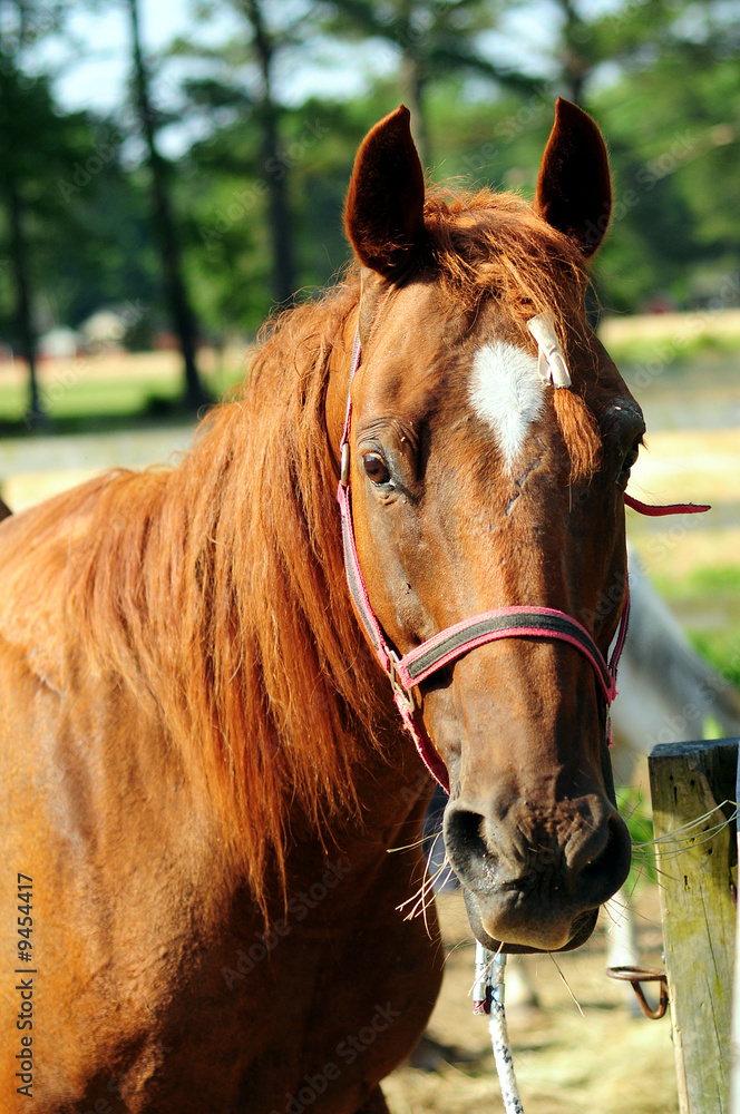 Fototapeta premium Horse