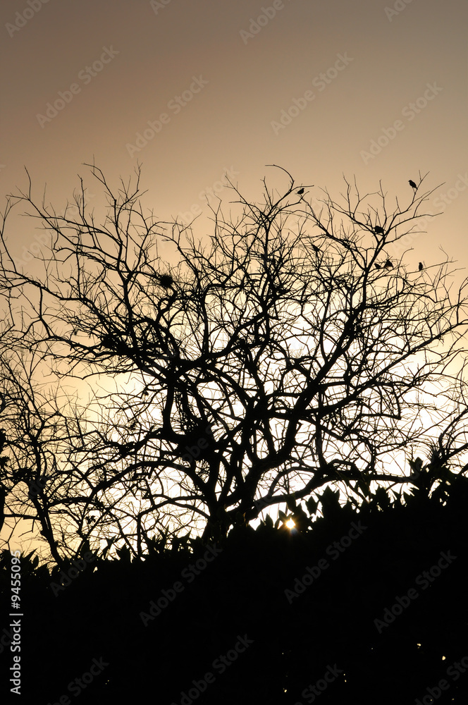 Detail of tree silhouette and branches against sunset background Detail of tree silhouette and branches against sunset background