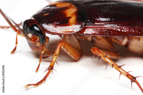 Close up of a cockroach on white background.