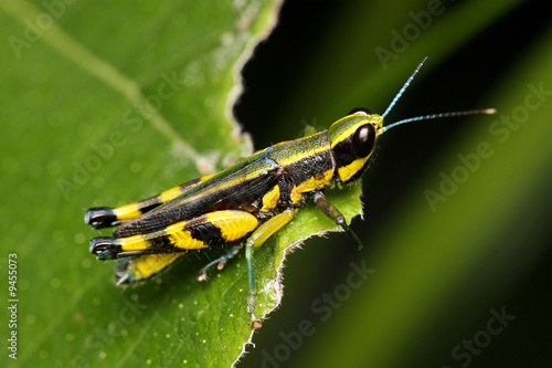 Macro of a colorful grasshopper sitting on leaf. © Mau Horng