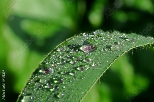 water droplet and leaf in the parks