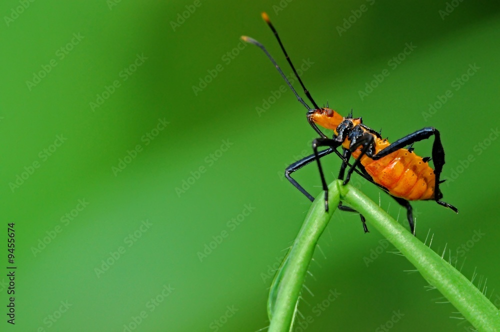 Fototapeta premium red bug in the parks