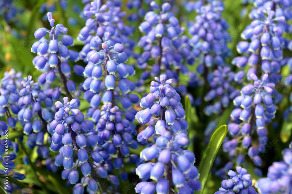Different array of flowers during spring.. Different array of flowers during spring..