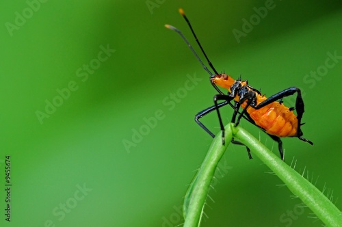 red bug in the parks © Wong Hock Weng