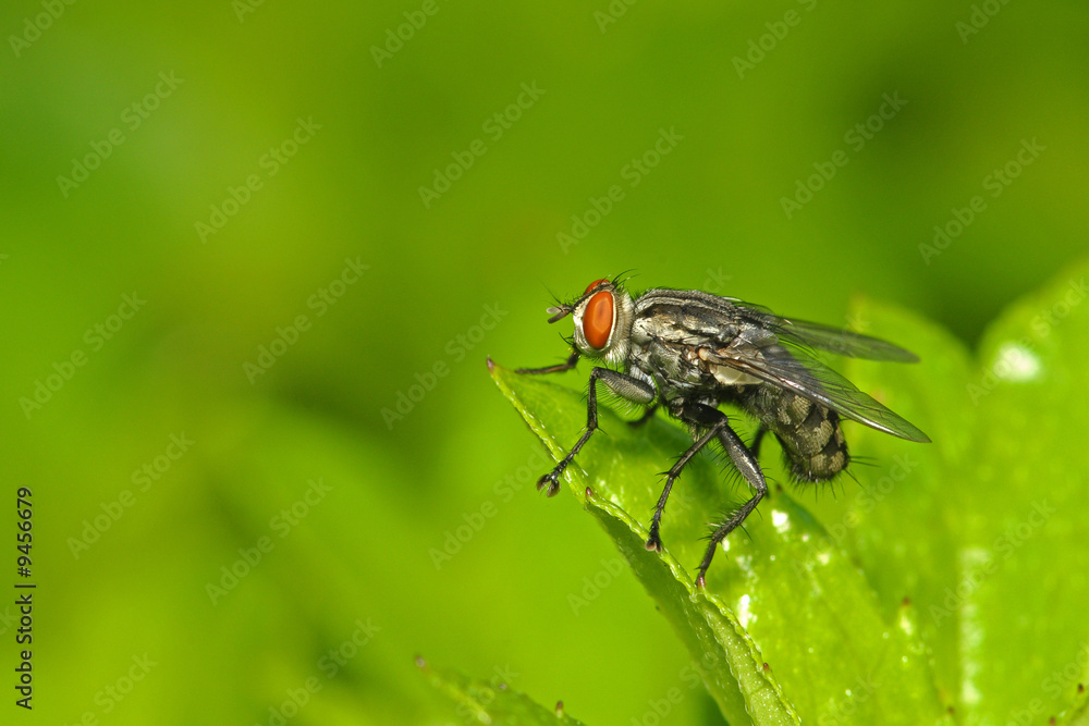 housefly in the parks housefly in the parks
