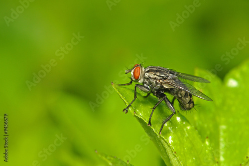 housefly in the parks