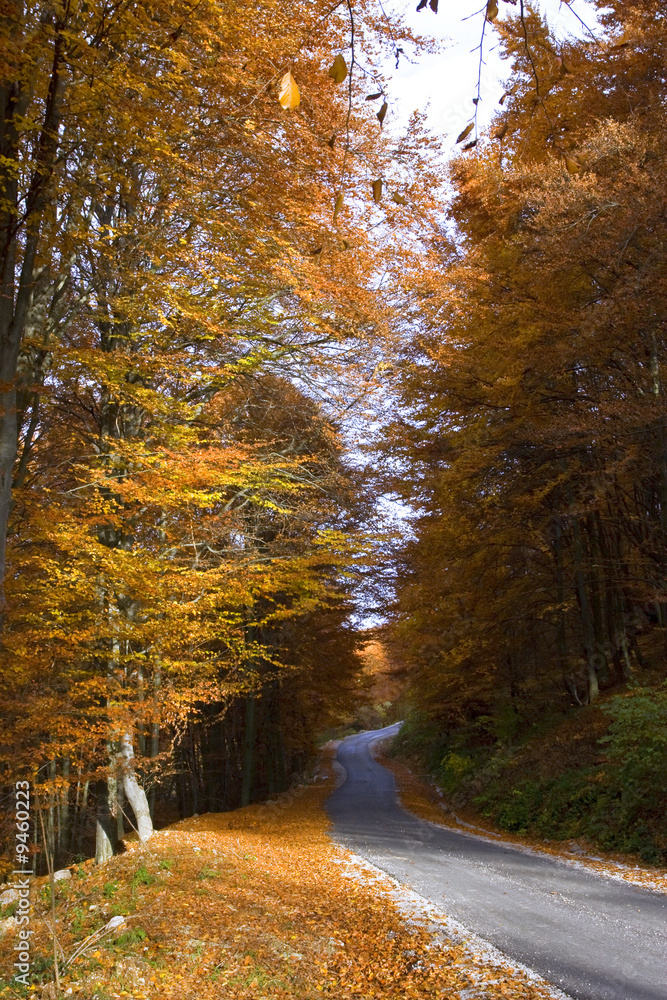 Obraz premium Colors of autumn / fall deep in untouched nature