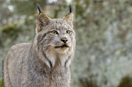 Head shot ofd a Canadian Lynx. Northern Minnesota
