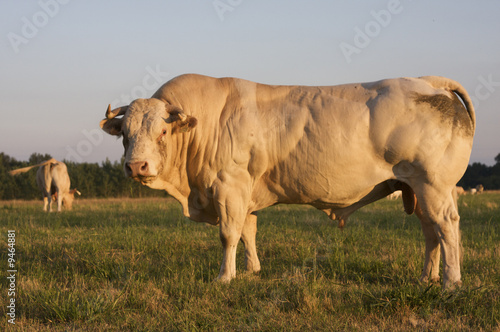 Bull in a meadow in France