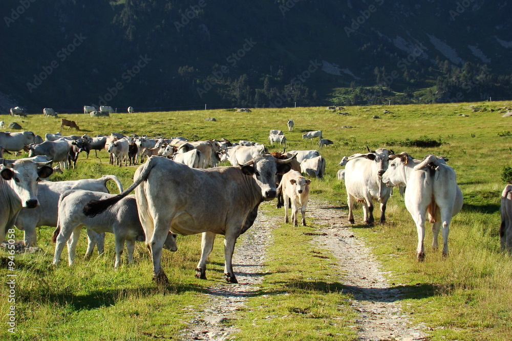 Vaches gasconnes,Massif de Madres,Pyrénées