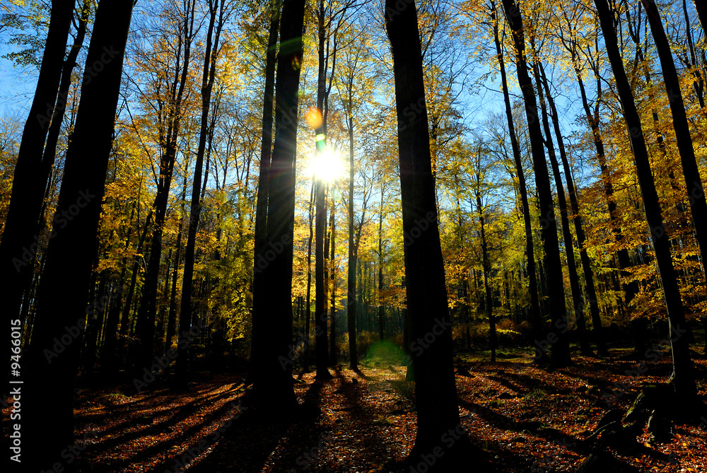 Herbstsonne Herbstsonne
