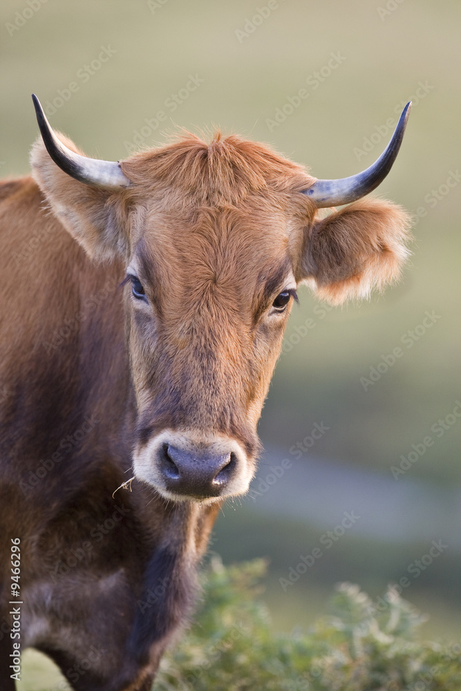 Cow portrait over a blurring background. Shallow depth of field