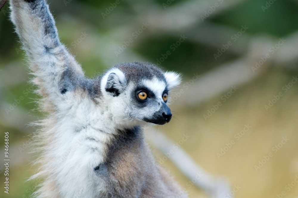 Fototapeta premium Portrait of a ring-tailed lemur (lemur catta)