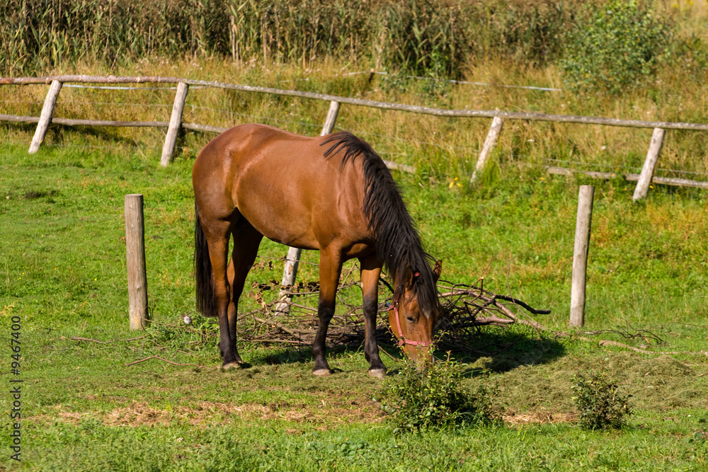 Obraz premium horse eating grass