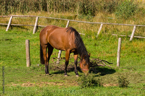 horse eating grass