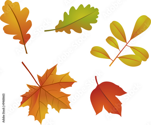 feuilles d'automne